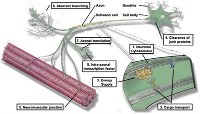 Omics Approach to Axonal Dysfunction of Motor Neurons in Amyotrophic Lateral Sclerosis (ALS)